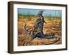 Sand Goanna or Gould's Monitor (Varanus Gouldii), Varanidae-null-Framed Giclee Print