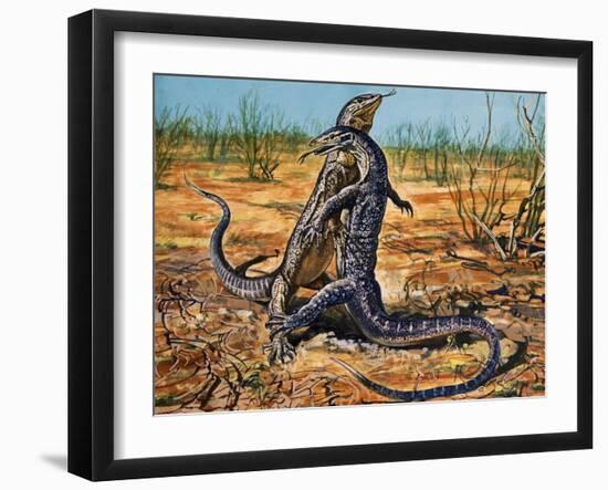 Sand Goanna or Gould's Monitor (Varanus Gouldii), Varanidae-null-Framed Giclee Print