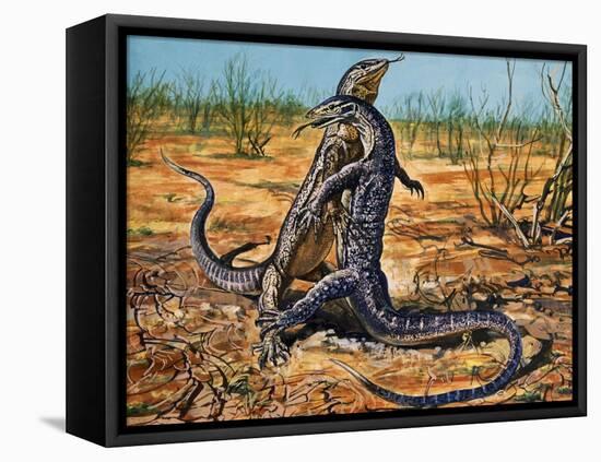 Sand Goanna or Gould's Monitor (Varanus Gouldii), Varanidae-null-Framed Stretched Canvas