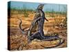 Sand Goanna or Gould's Monitor (Varanus Gouldii), Varanidae-null-Stretched Canvas