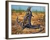 Sand Goanna or Gould's Monitor (Varanus Gouldii), Varanidae-null-Framed Giclee Print