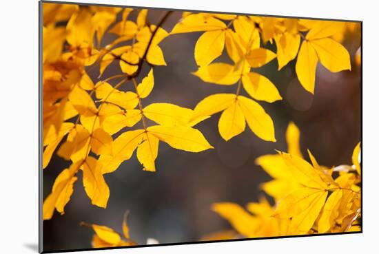 Sand Hickory Tree (Carya Pallida) Part of the Family of Juglandaceae, London, England, UK-Simon Montgomery-Mounted Photographic Print