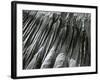 Sand, Oregon, 1967-Brett Weston-Framed Photographic Print