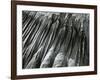 Sand, Oregon, 1967-Brett Weston-Framed Photographic Print