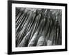 Sand, Oregon, 1967-Brett Weston-Framed Photographic Print