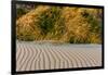 Sand Patterns on the Beach at Cape Blanco State Park, Oregon, USA-Chuck Haney-Framed Photographic Print