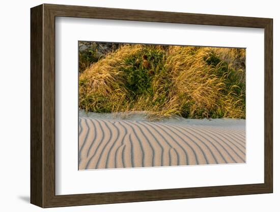 Sand Patterns on the Beach at Cape Blanco State Park, Oregon, USA-Chuck Haney-Framed Photographic Print