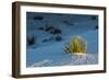 Sand Patterns, Yucca, White Sands Nm, Alamogordo, New Mexico-Michel Hersen-Framed Photographic Print