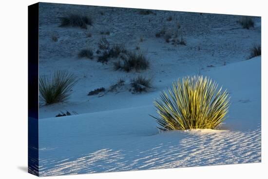 Sand Patterns, Yucca, White Sands Nm, Alamogordo, New Mexico-Michel Hersen-Stretched Canvas