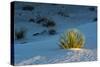 Sand Patterns, Yucca, White Sands Nm, Alamogordo, New Mexico-Michel Hersen-Stretched Canvas