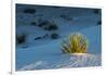 Sand Patterns, Yucca, White Sands Nm, Alamogordo, New Mexico-Michel Hersen-Framed Photographic Print