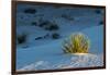 Sand Patterns, Yucca, White Sands Nm, Alamogordo, New Mexico-Michel Hersen-Framed Photographic Print