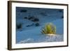 Sand Patterns, Yucca, White Sands Nm, Alamogordo, New Mexico-Michel Hersen-Framed Photographic Print