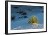 Sand Patterns, Yucca, White Sands Nm, Alamogordo, New Mexico-Michel Hersen-Framed Photographic Print