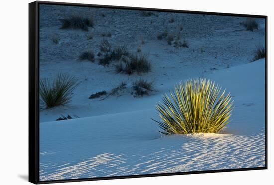 Sand Patterns, Yucca, White Sands Nm, Alamogordo, New Mexico-Michel Hersen-Framed Stretched Canvas