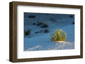 Sand Patterns, Yucca, White Sands Nm, Alamogordo, New Mexico-Michel Hersen-Framed Photographic Print