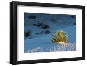 Sand Patterns, Yucca, White Sands Nm, Alamogordo, New Mexico-Michel Hersen-Framed Photographic Print