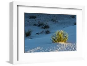 Sand Patterns, Yucca, White Sands Nm, Alamogordo, New Mexico-Michel Hersen-Framed Photographic Print