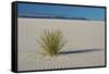 Sand Patterns, Yucca, White Sands Nm, Alamogordo, New Mexico-Michel Hersen-Framed Stretched Canvas