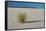 Sand Patterns, Yucca, White Sands Nm, Alamogordo, New Mexico-Michel Hersen-Framed Stretched Canvas