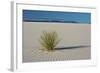 Sand Patterns, Yucca, White Sands Nm, Alamogordo, New Mexico-Michel Hersen-Framed Photographic Print