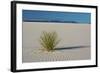 Sand Patterns, Yucca, White Sands Nm, Alamogordo, New Mexico-Michel Hersen-Framed Photographic Print