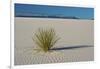 Sand Patterns, Yucca, White Sands Nm, Alamogordo, New Mexico-Michel Hersen-Framed Photographic Print