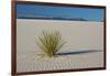 Sand Patterns, Yucca, White Sands Nm, Alamogordo, New Mexico-Michel Hersen-Framed Photographic Print