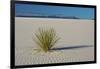 Sand Patterns, Yucca, White Sands Nm, Alamogordo, New Mexico-Michel Hersen-Framed Photographic Print