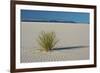 Sand Patterns, Yucca, White Sands Nm, Alamogordo, New Mexico-Michel Hersen-Framed Photographic Print