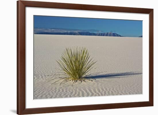 Sand Patterns, Yucca, White Sands Nm, Alamogordo, New Mexico-Michel Hersen-Framed Photographic Print