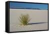 Sand Patterns, Yucca, White Sands Nm, Alamogordo, New Mexico-Michel Hersen-Framed Stretched Canvas