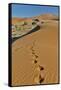 Sand ripple patterns in the desert of Sossusvlei, Namibia with tracks of an Oryx-Darrell Gulin-Framed Stretched Canvas