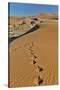 Sand ripple patterns in the desert of Sossusvlei, Namibia with tracks of an Oryx-Darrell Gulin-Stretched Canvas