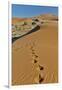 Sand ripple patterns in the desert of Sossusvlei, Namibia with tracks of an Oryx-Darrell Gulin-Framed Photographic Print