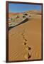 Sand ripple patterns in the desert of Sossusvlei, Namibia with tracks of an Oryx-Darrell Gulin-Framed Photographic Print