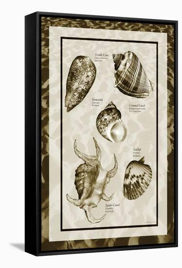 Sand & Shells I-Alan Hausenflock-Framed Stretched Canvas