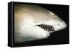 Sand Tiger Shark-null-Framed Stretched Canvas