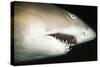 Sand Tiger Shark-null-Stretched Canvas