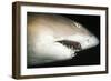 Sand Tiger Shark-null-Framed Photographic Print