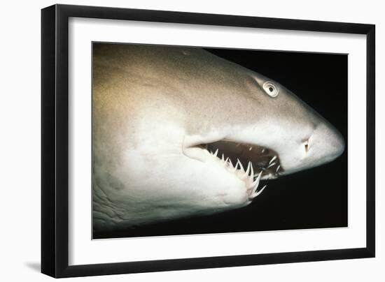 Sand Tiger Shark-null-Framed Photographic Print