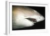 Sand Tiger Shark-null-Framed Photographic Print