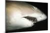 Sand Tiger Shark-null-Mounted Photographic Print