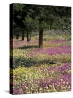 Sand Verbena and Brown-Eyed Primrose, Texas, USA-Adam Jones-Stretched Canvas