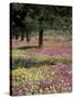 Sand Verbena and Brown-Eyed Primrose, Texas, USA-Adam Jones-Stretched Canvas