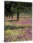 Sand Verbena and Brown-Eyed Primrose, Texas, USA-Adam Jones-Stretched Canvas