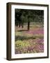 Sand Verbena and Brown-Eyed Primrose, Texas, USA-Adam Jones-Framed Photographic Print