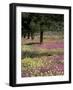 Sand Verbena and Brown-Eyed Primrose, Texas, USA-Adam Jones-Framed Photographic Print