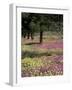 Sand Verbena and Brown-Eyed Primrose, Texas, USA-Adam Jones-Framed Photographic Print