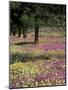 Sand Verbena and Brown-Eyed Primrose, Texas, USA-Adam Jones-Mounted Photographic Print